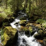 im Lebensfluss